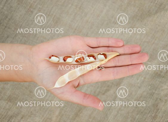 open bean pod lying on woman palm on linen texture