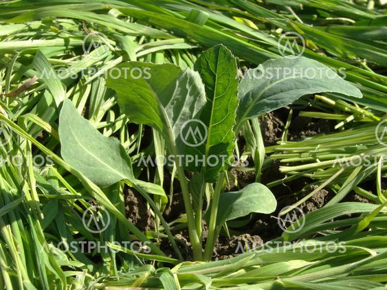 Blomkål sætteplante