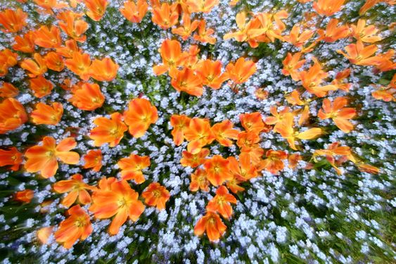 Tulips in a garden