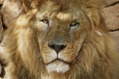 Lions also sometimes go to a beauty salon