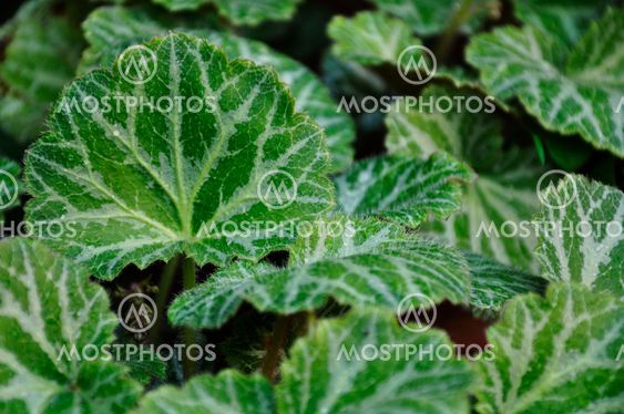 Strawberry Geranium