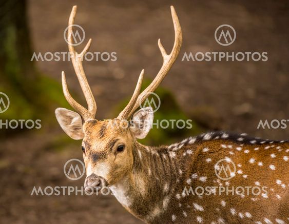 Spotted deer buck portrait image