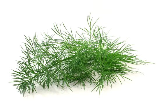Dill