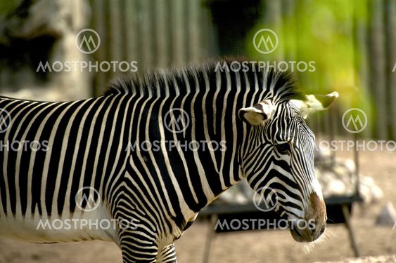 Young Zebra