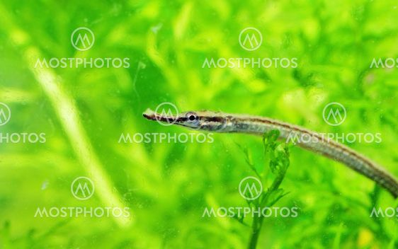 A Smiling Pipe Fish