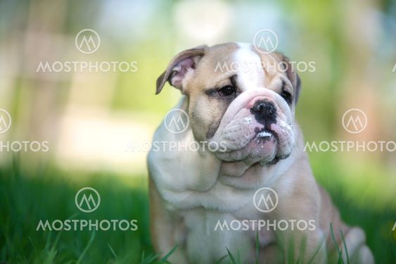 Cute english bulldog puppy outdoors