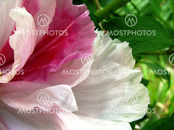pretty in pink and white