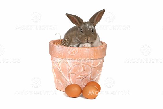 Adorable Bunny in Clay Pot on White Background