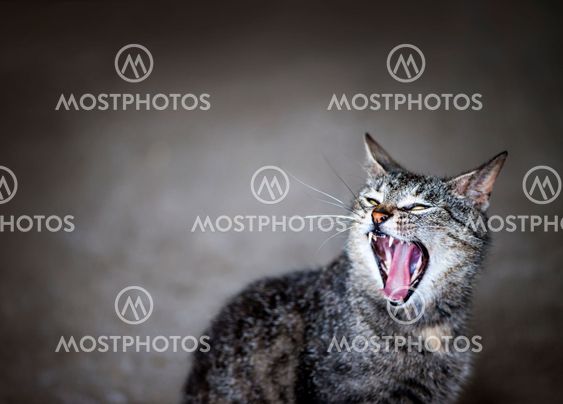 Yawning cat