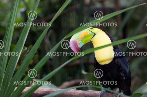 Curious Toucan