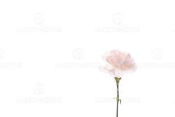 Closeup of pink carnation