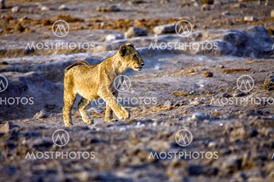 a young lion in etosha national park namibia