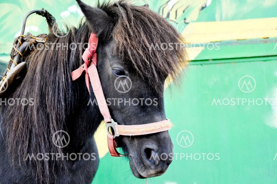 Year 2014 year of the horse
