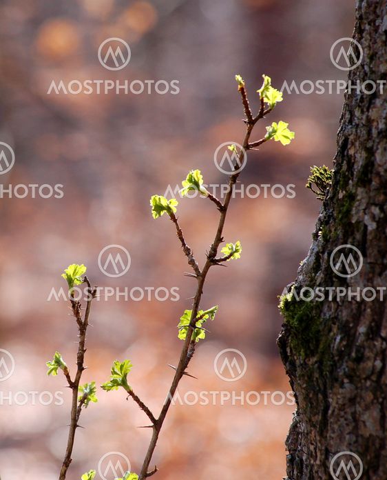Spring twig