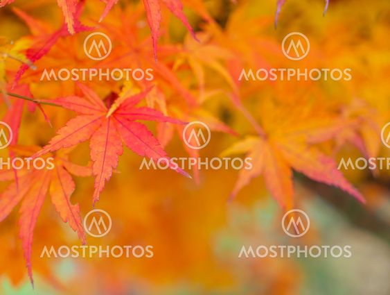 Beautiful Colorful Autumn Leaves