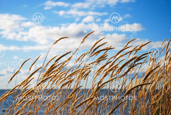 Grass straws by the coast