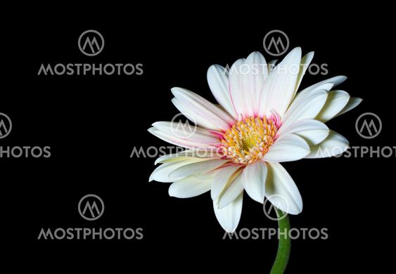 White Gerbera