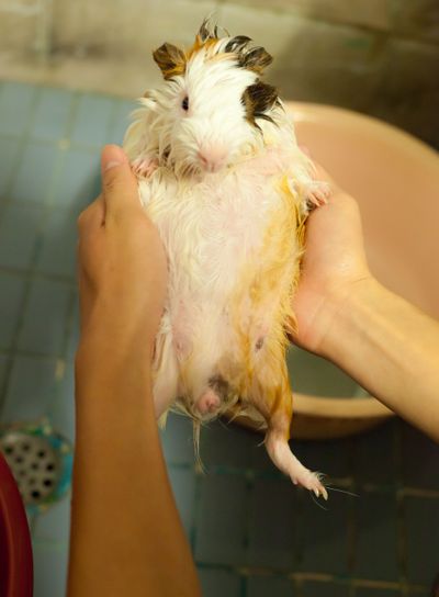 selective focus on white, black, orange brown guinea pigs...