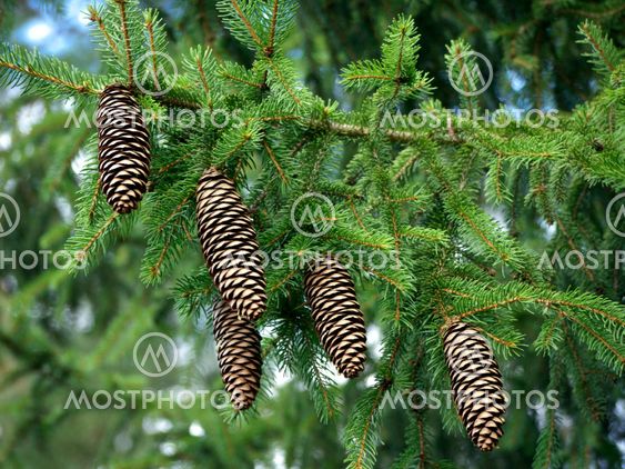 Pine cones on branch