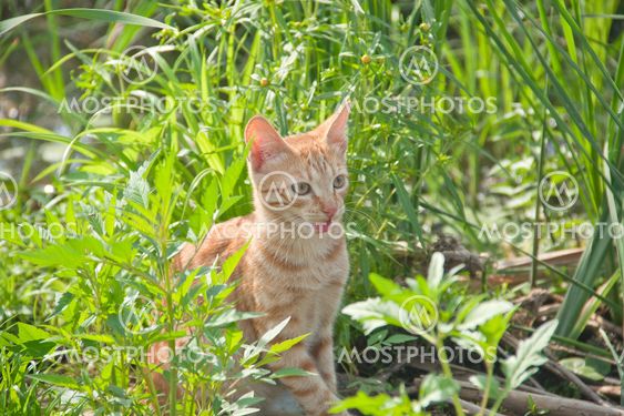 Wild cat in green grass licking one's lips