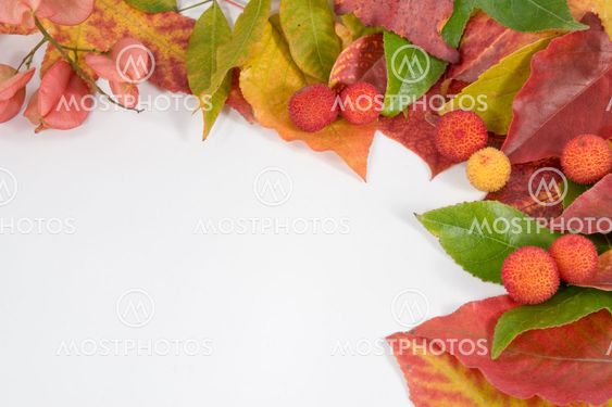 Autumn leaf composition