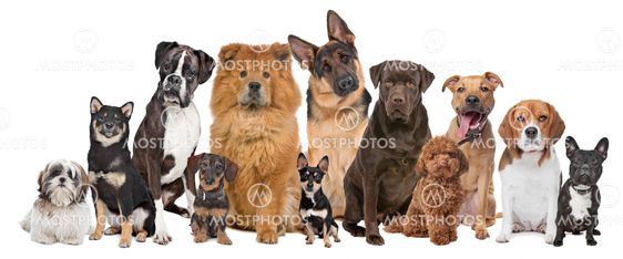 Group of twelve dogs
