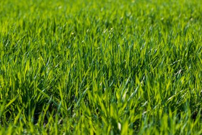 a new wheat crop in the spring season, new sprouts