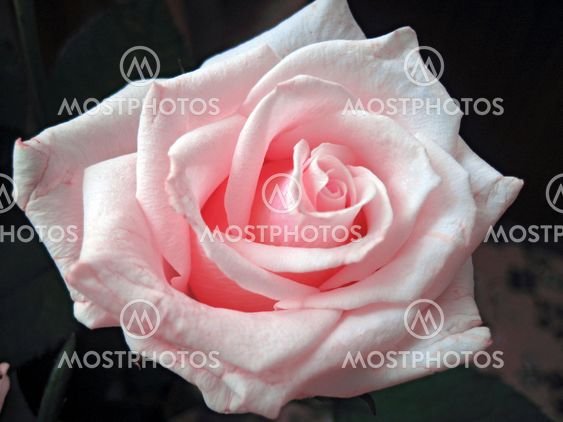 White and pink rose blooming