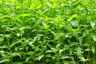 Garden, outdoor or jute plant in nature for botanical...