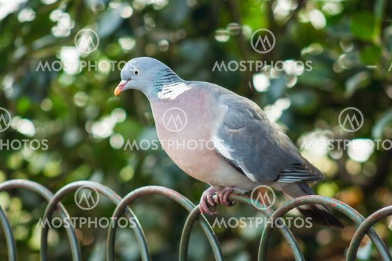 Grey dove perched on wire fence