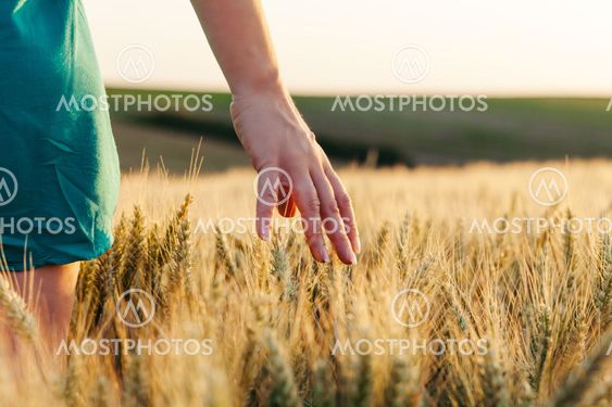 Woman's hand through the wheat in sunset