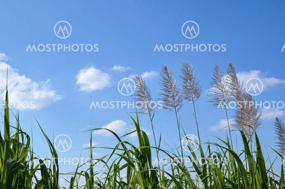 Sugar cane flowers