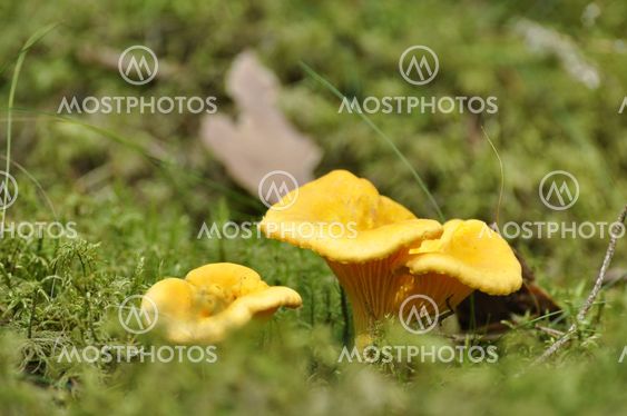 Yellow Chanterelle