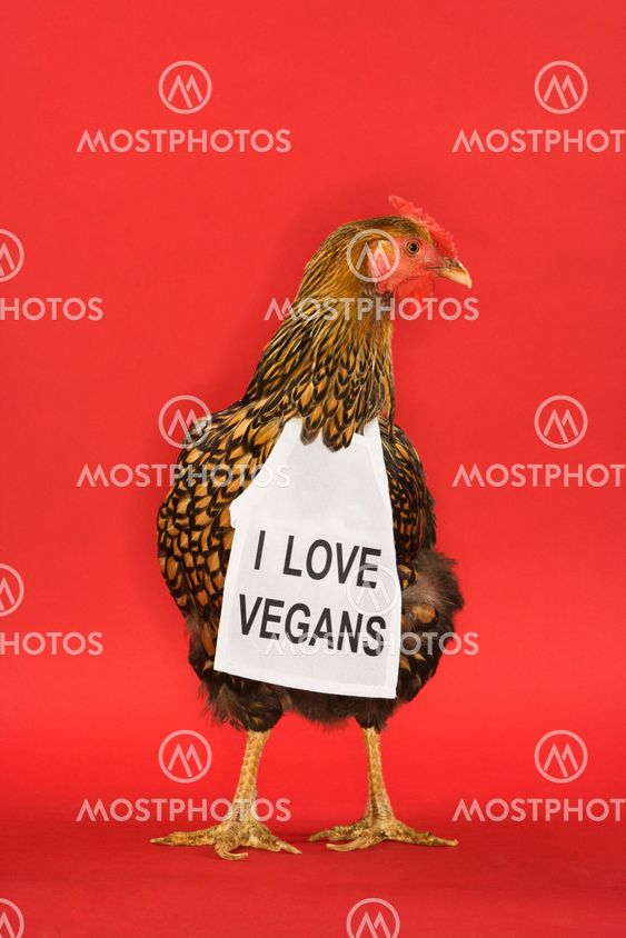Chicken wearing funny vegan sign.