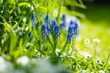 Grape Hyacinth or armeniacum muscari blooming in the...