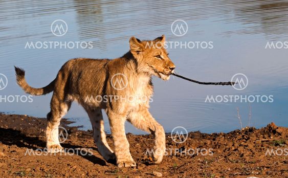 Lion - Löwe