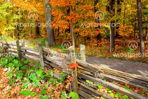 Fall forest