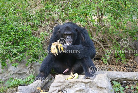 chimpanzee
