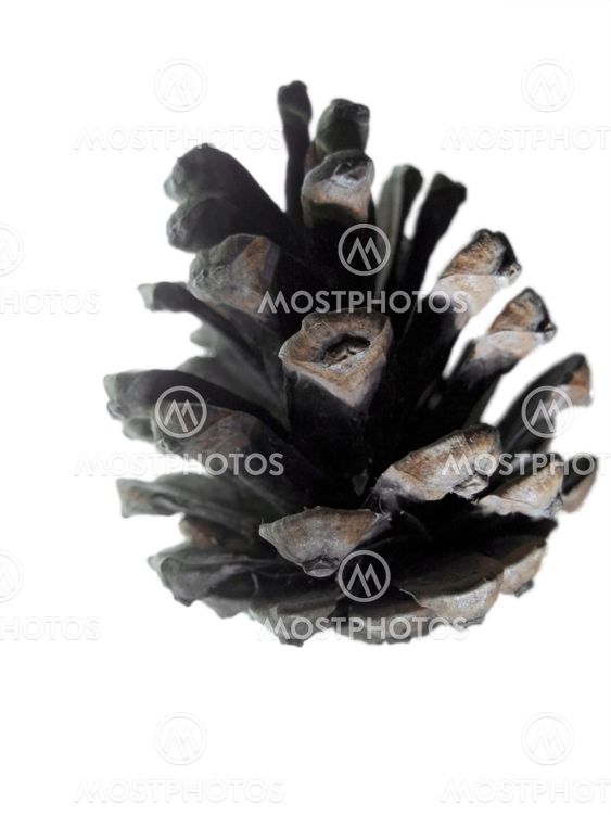 Pine cone isolated on the white background