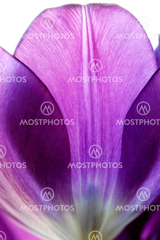 Purple tulip 4