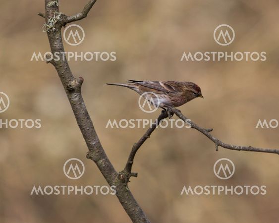 Female Chaffinch perched in woodland