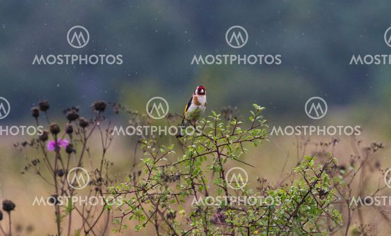 European goldfinch sitting on a bush