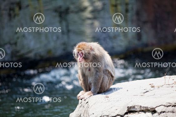 Snow monkey