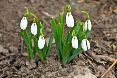 White snowdrop flowers (Galanthus nivalis) on early spring