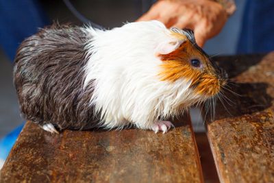 selective focus on white, black, orange brown guinea pig...