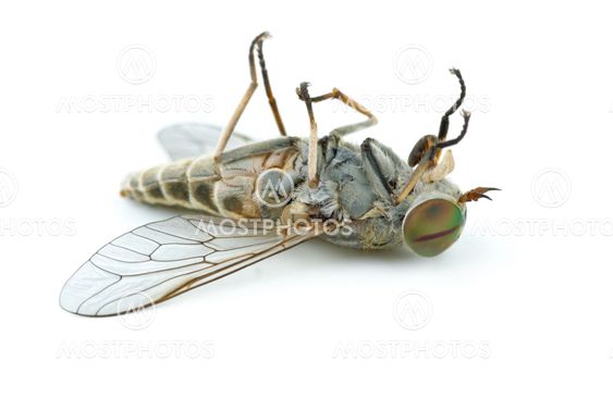 Døde gadfly