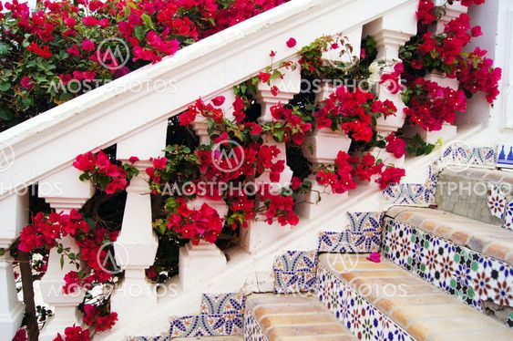 Stairs and bougainvillea