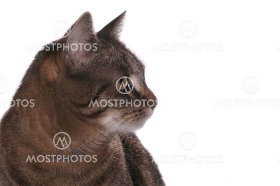 cat portrait