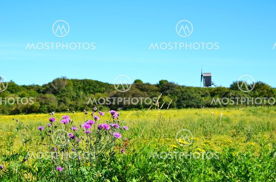Summer flowers