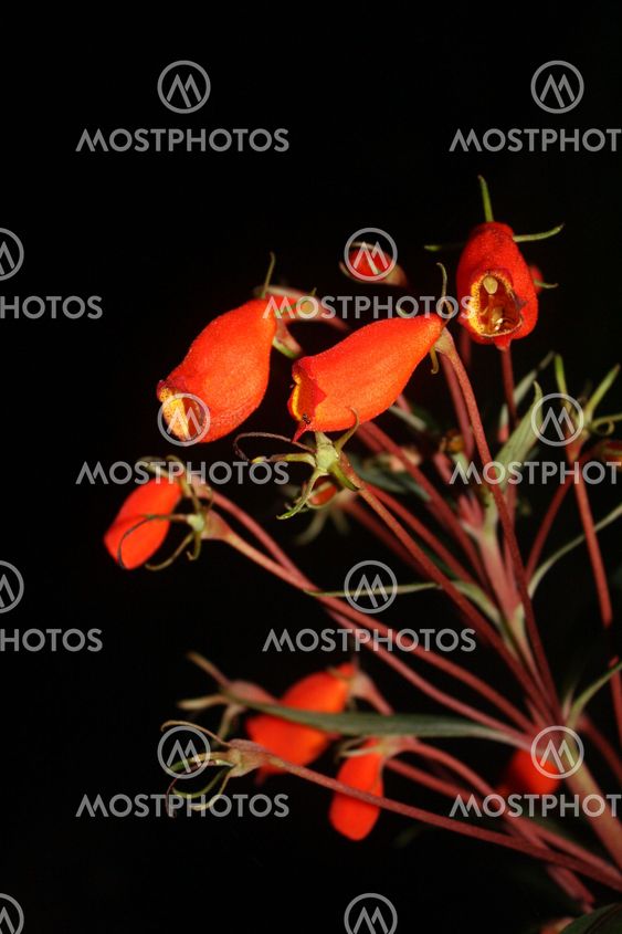 Orange Flowers in the Dark